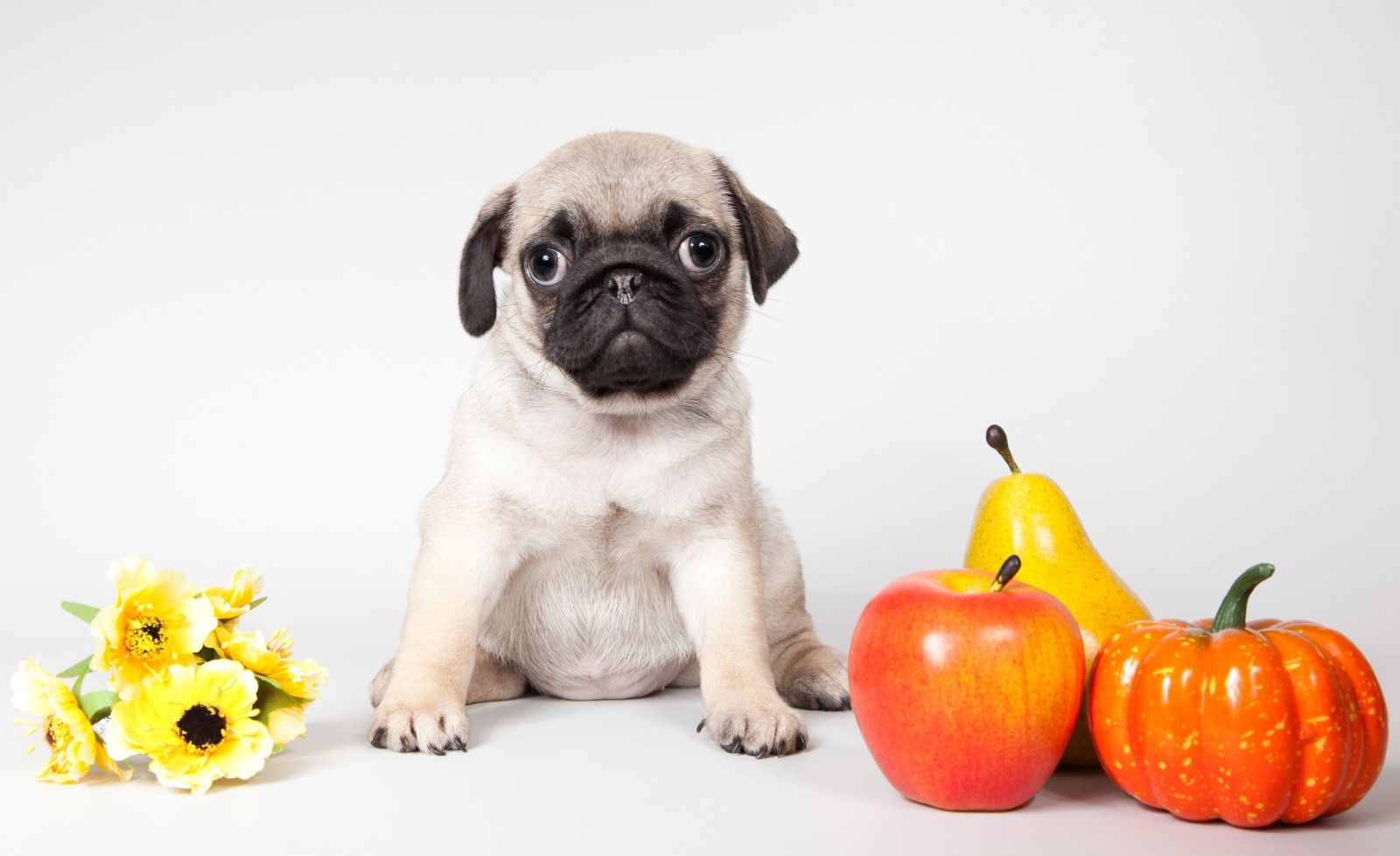 anak anjing, bunga-bunga, pesek, labu, apel, pir