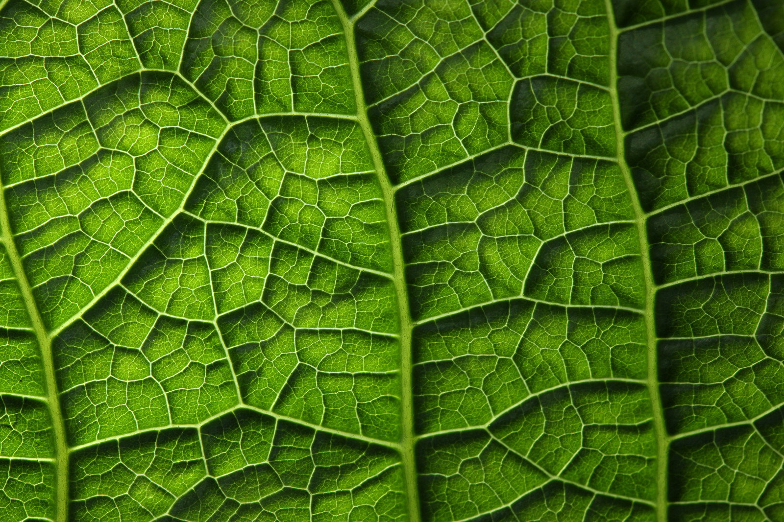 식물, 초록, 잎
