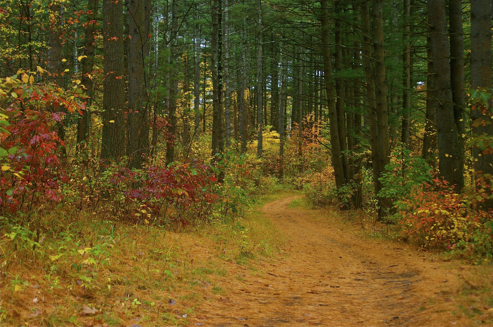 musim gugur, hutan, jalan, pohon, semak-semak