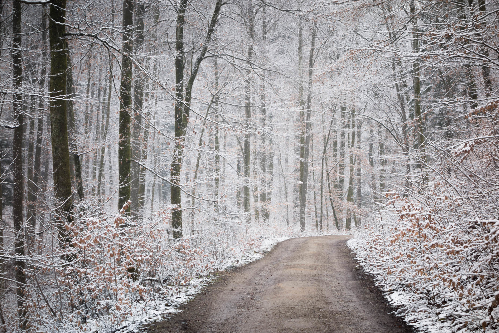 눈, 가을, 숲, 자연, 도로