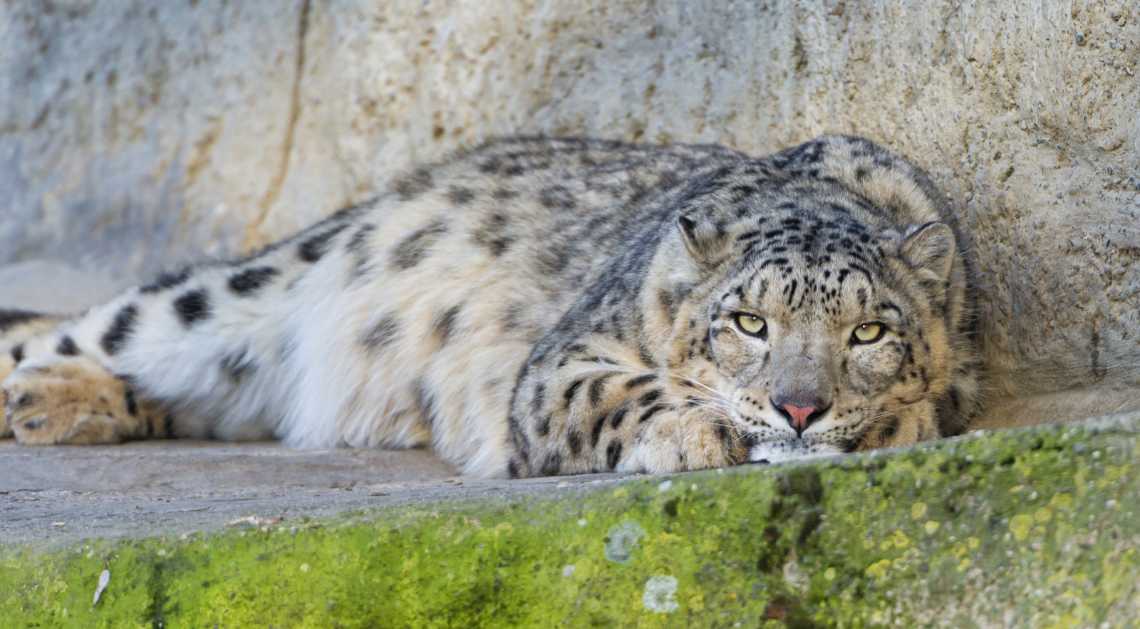 猫, IRBIS, 雪豹, ©Tambako美洲虎