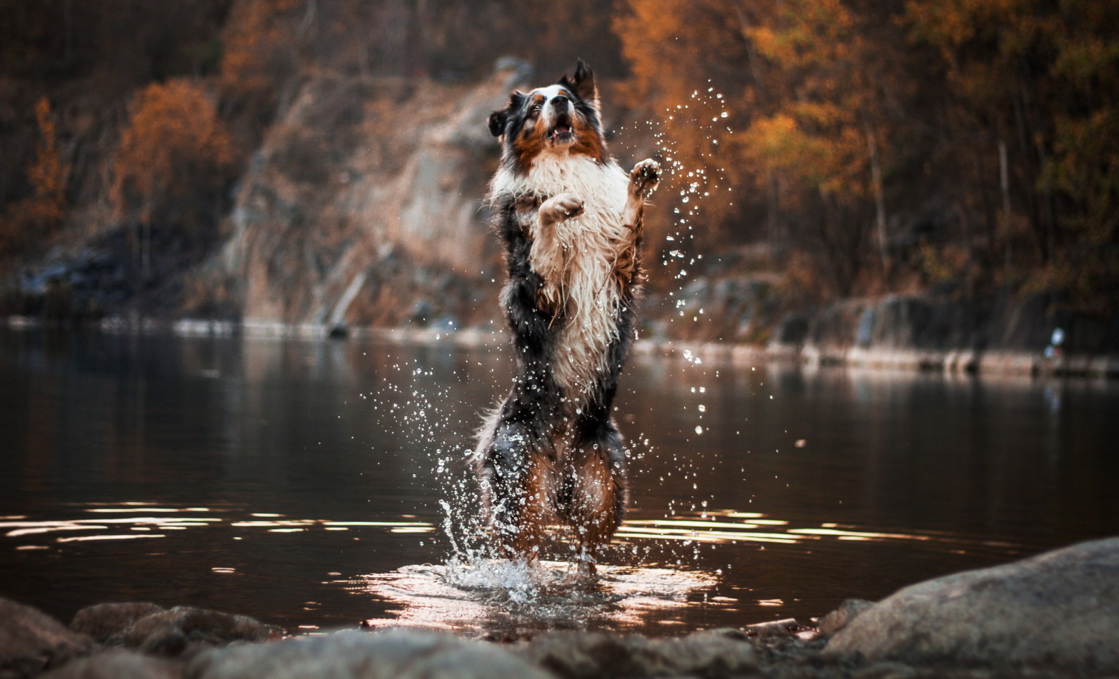 หมา, แม่น้ำ, แต่ละ