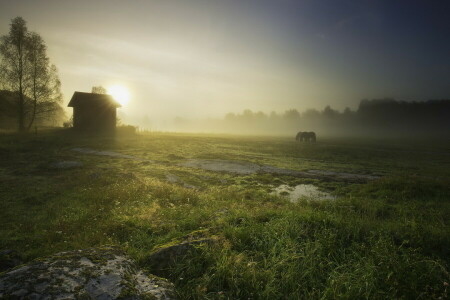 フィールド, 霧, 馬, 家, 風景, 朝, 自然