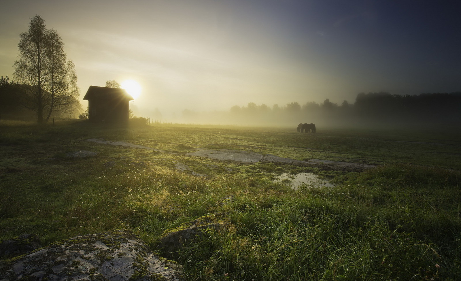 Thiên nhiên, nhà ở, ngựa, phong cảnh, cánh đồng, buổi sáng, sương mù
