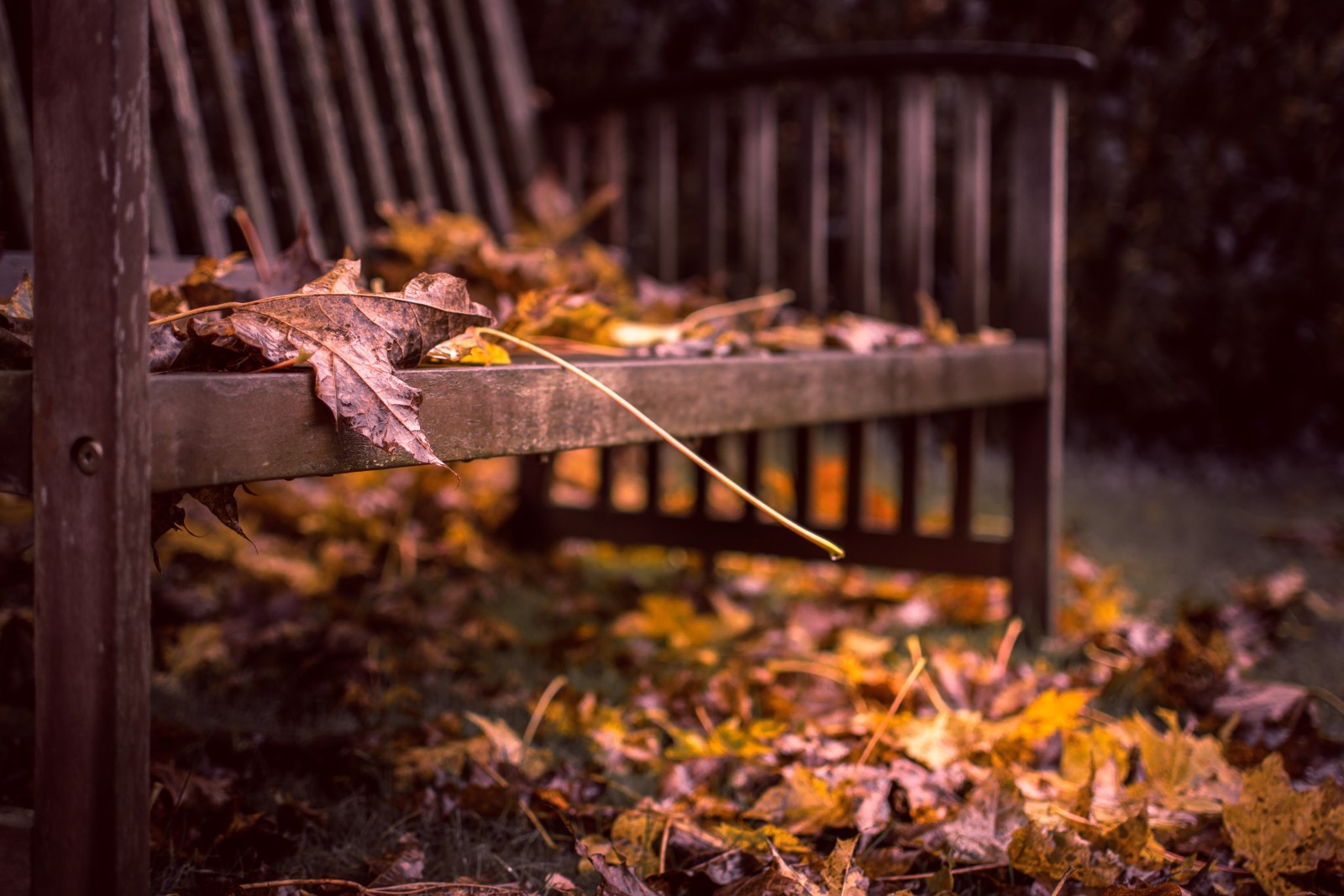 秋季, 树叶, 板凳