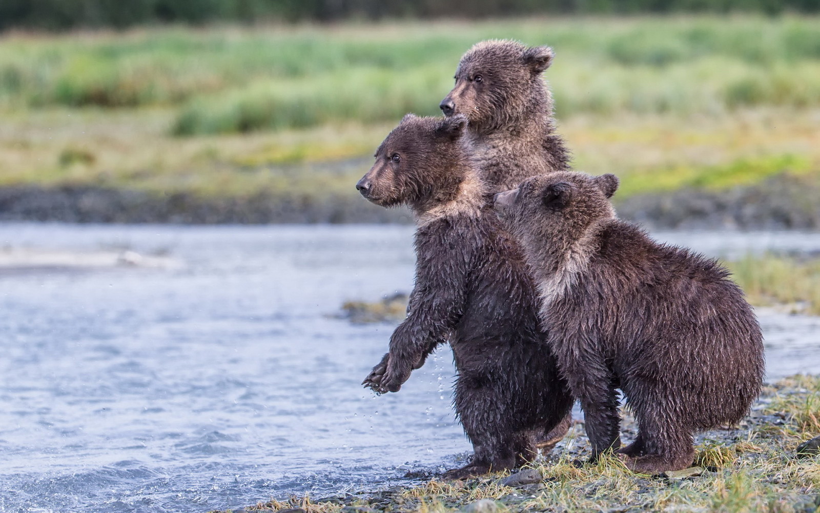 Memesan, Alaska, tiga beruang, Taman Nasional Katmai