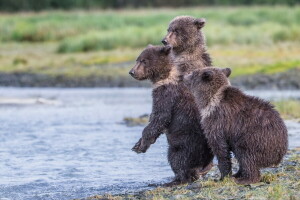 알래스카, 카트 마이 국립 공원, 비축, 세 곰