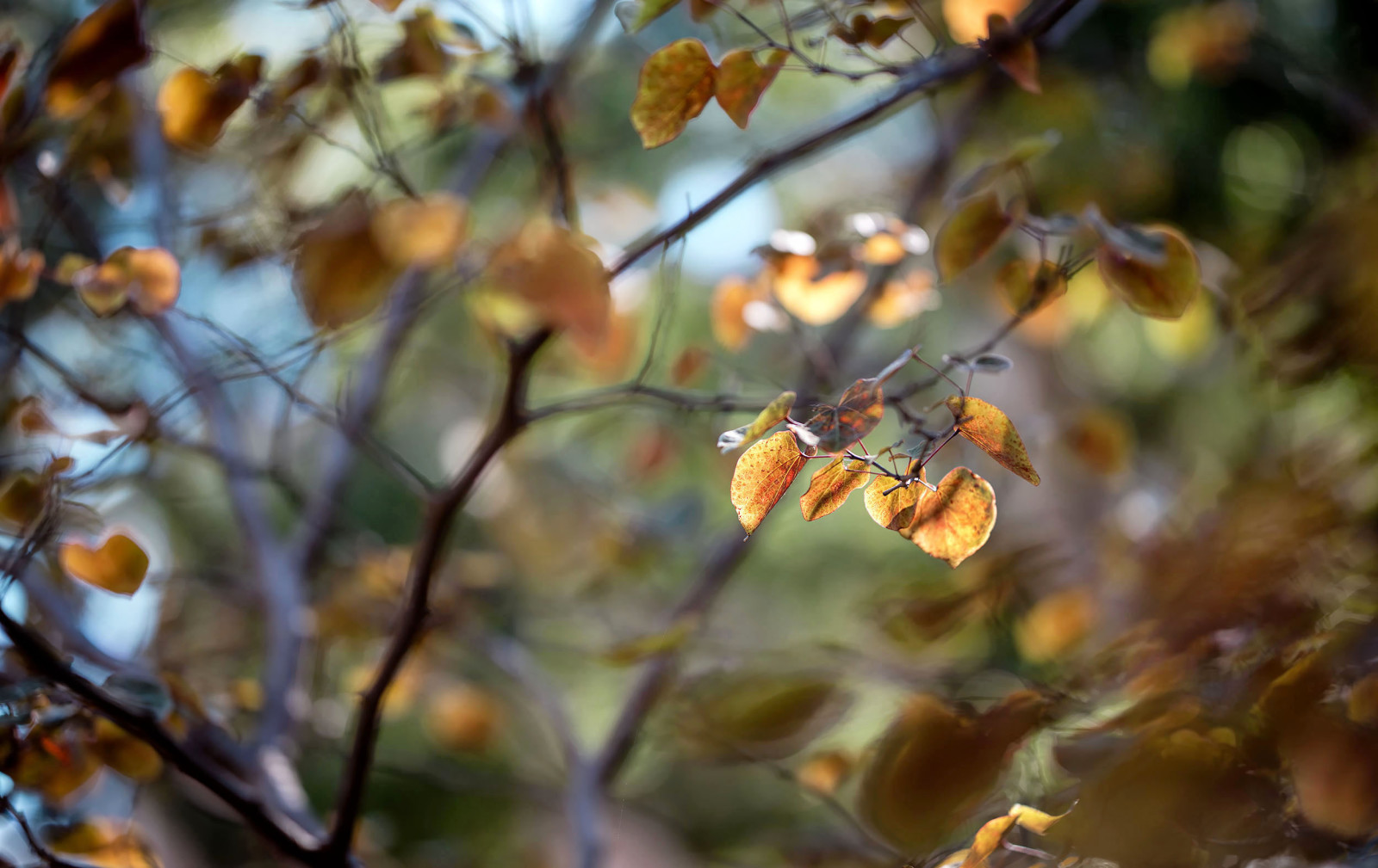 mùa thu, Thiên nhiên, lá