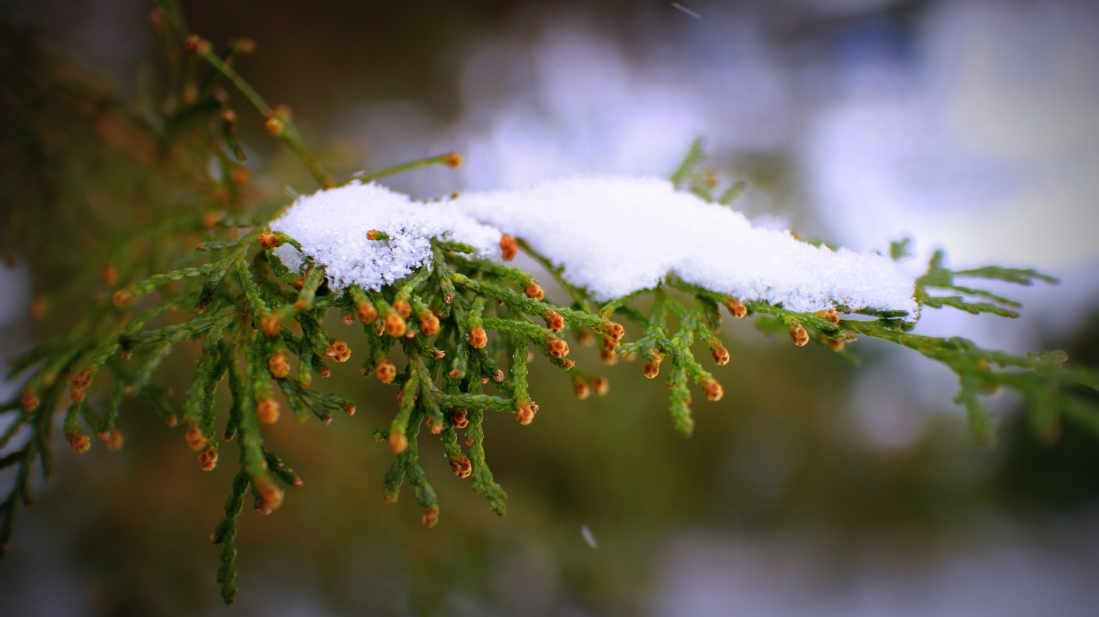 salju, pohon, alam, musim dingin