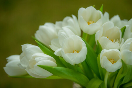 花束, 優しさ, チューリップ, 白い