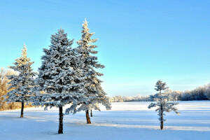 雪, スプルース, 空, 木, 冬