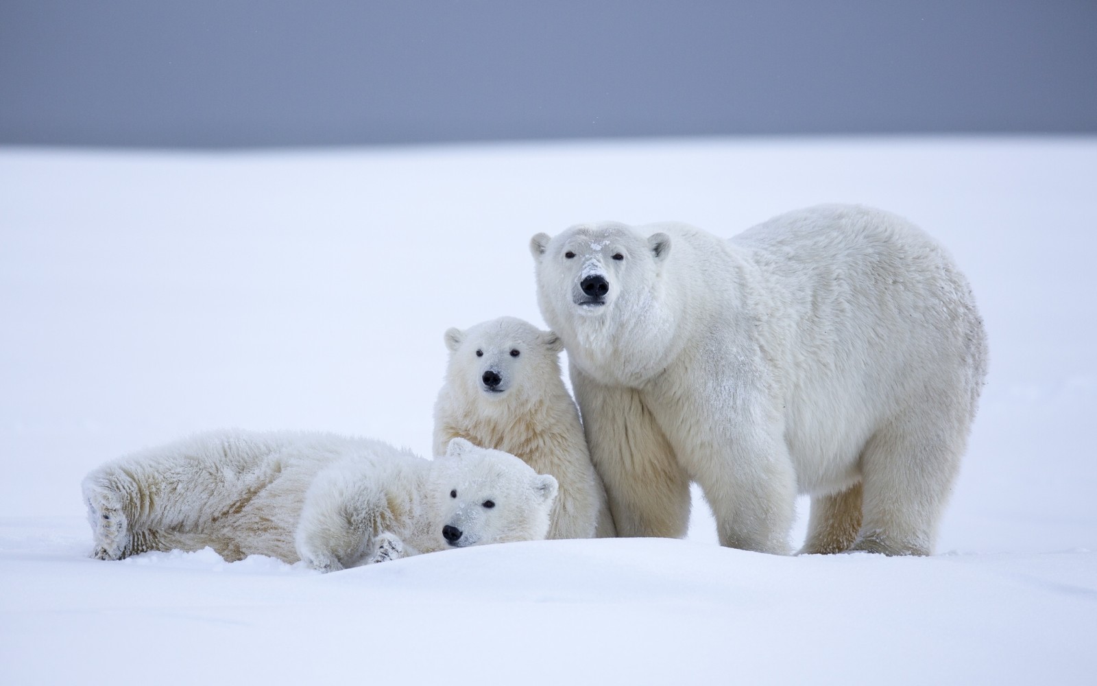 salju, musim dingin, beruang, beruang kutub, beruang, anaknya, Alaska