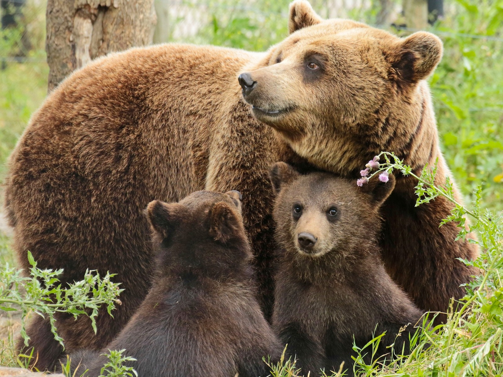 beruang, beruang, anaknya