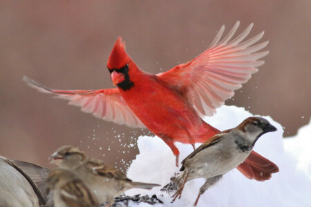 鳥, 枢機卿, すずめ, 翼, 冬