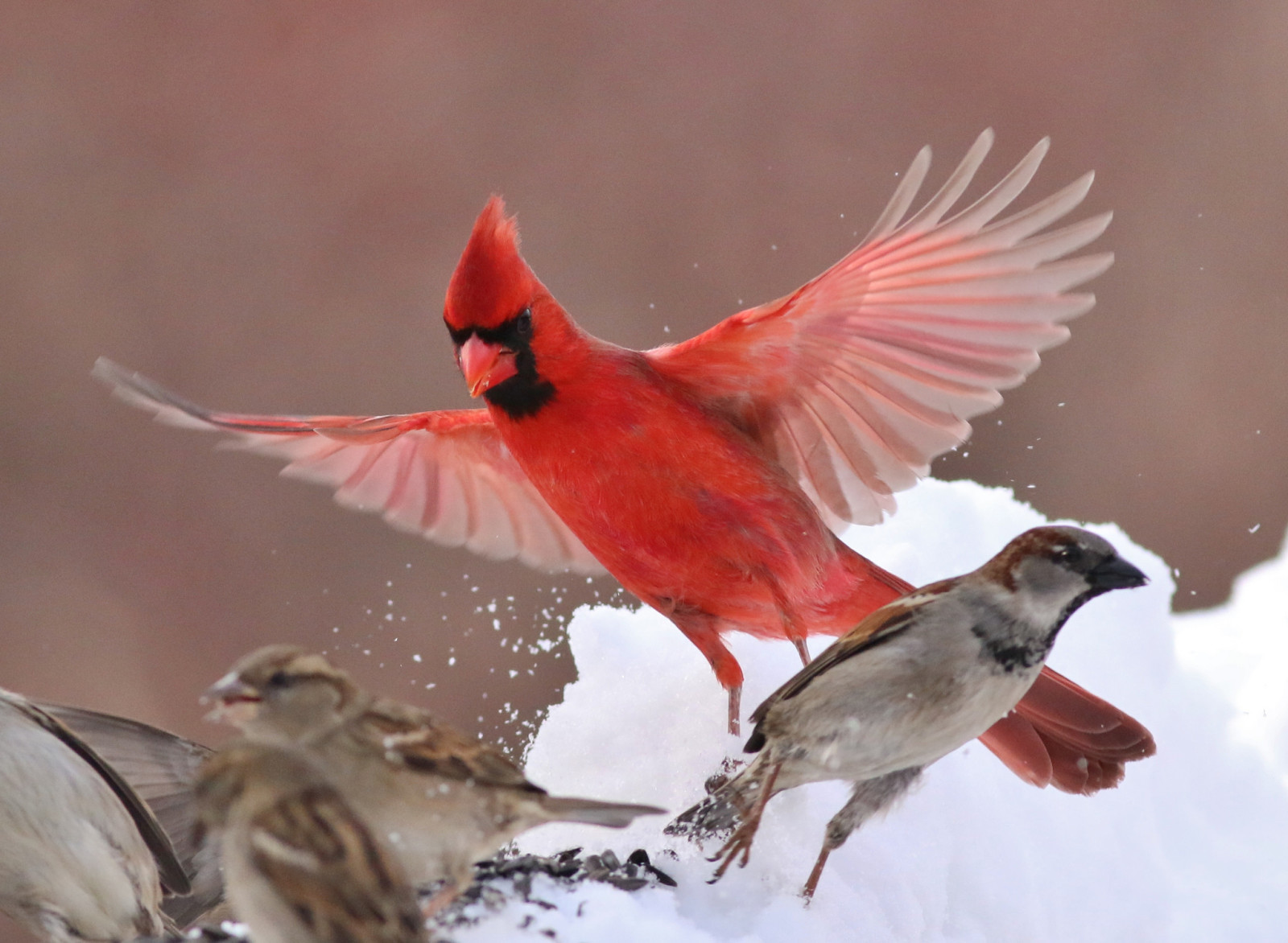 冬季, 翅膀, 鸟类, 麻雀, 红衣主教
