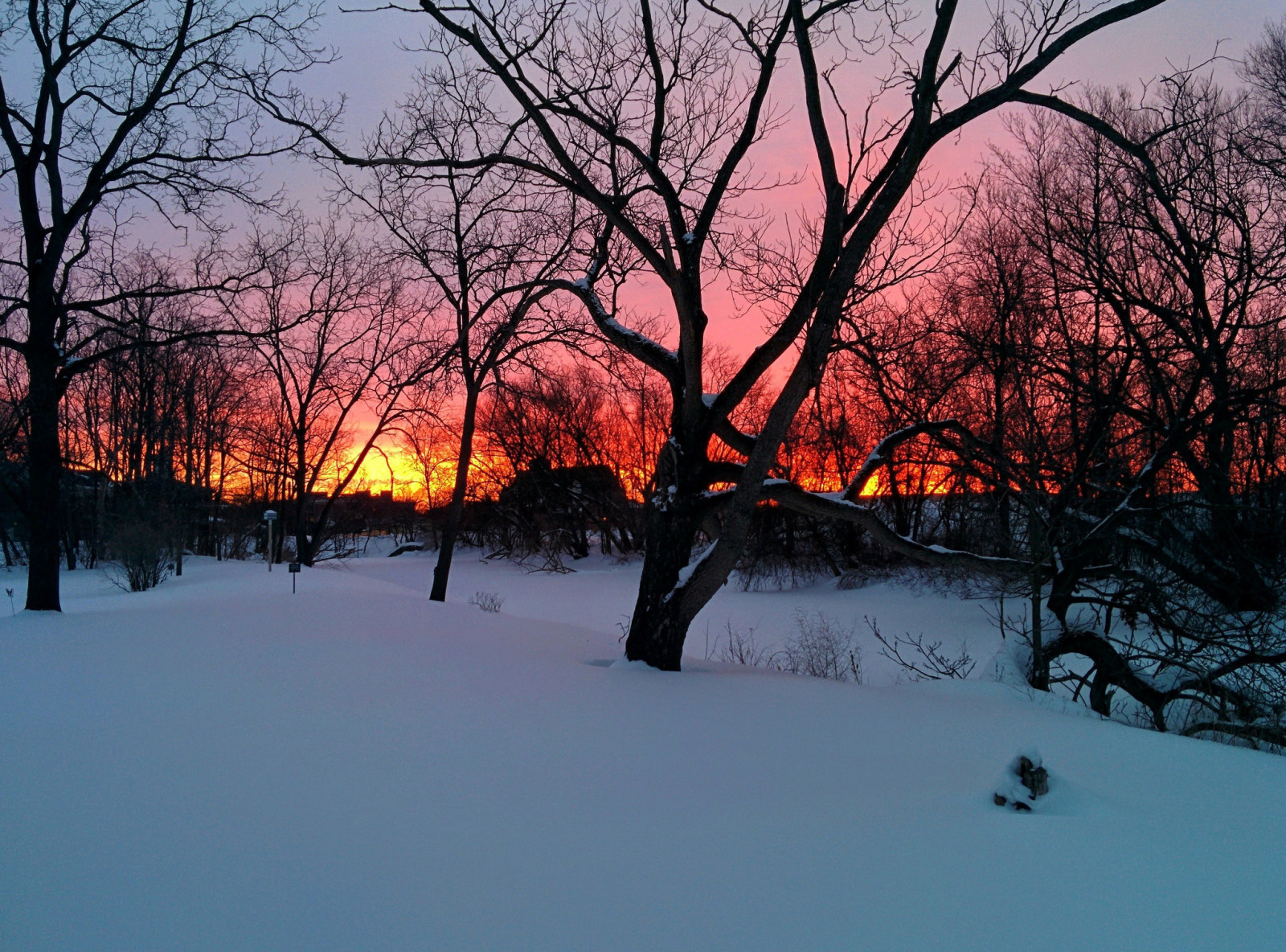 雪, 分行, 日落, 冬季, 树木, 房屋, 橙色的天空