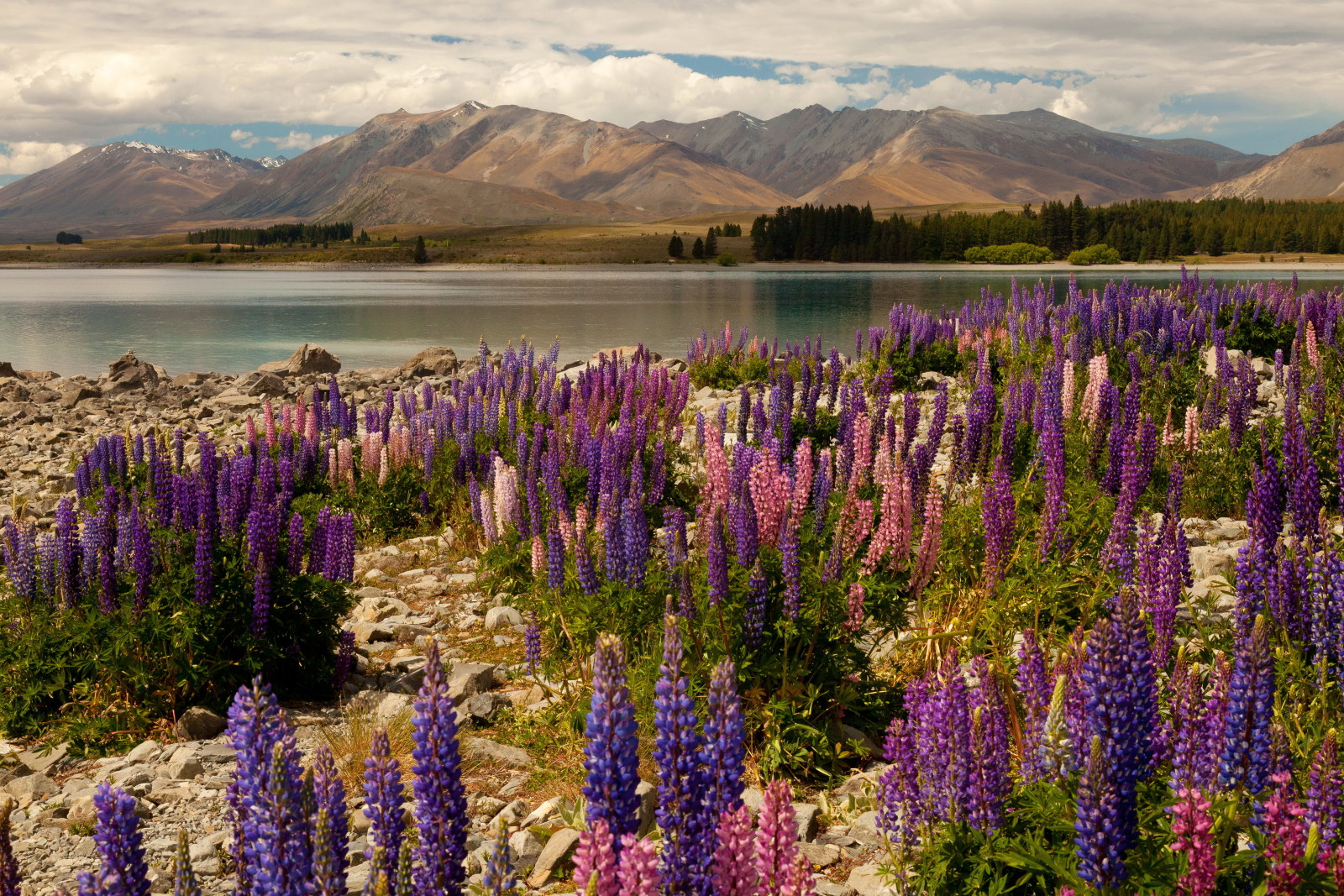 ทะเลสาป, หิน, ดอกไม้, ภูเขา, นิวซีแลนด์, ต้นเดลฟีเนียม, ทะเลสาบเทกาโป, พืชชนิดหนึ่ง