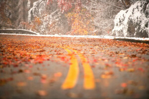 葉, 道路, 雪, 順番