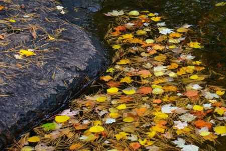 가을, 이파리, 바늘, 돌, 흐름, 물