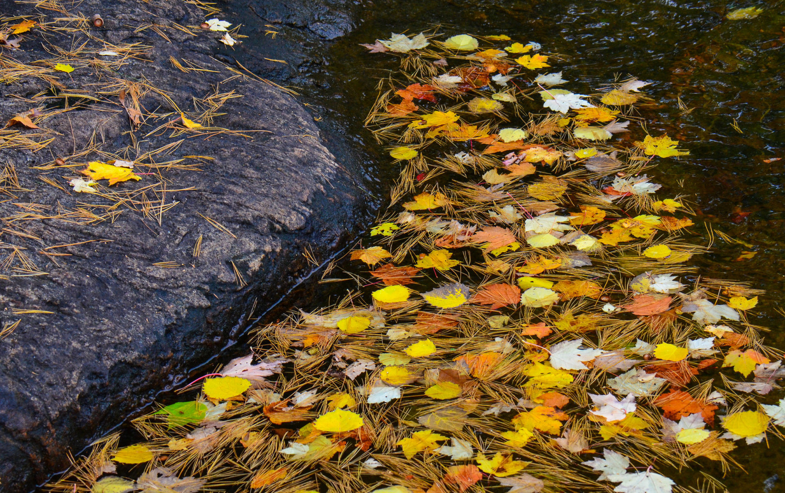 musim gugur, Jarum, Daun-daun, air, batu, aliran