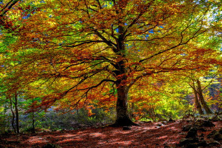 가을, 숲, 이파리, 나무