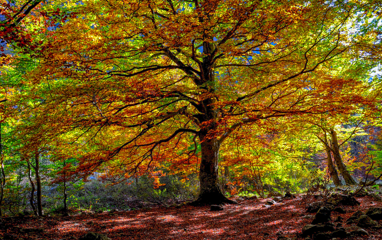 pohon, musim gugur, hutan, Daun-daun