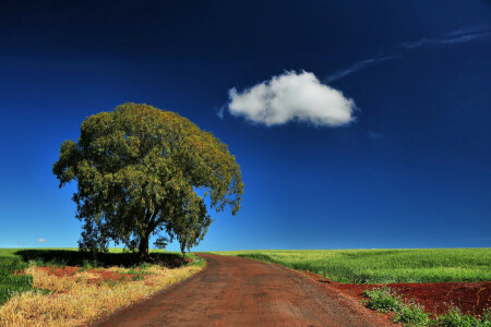 雲, フィールド, 草, 道路, 空, 木
