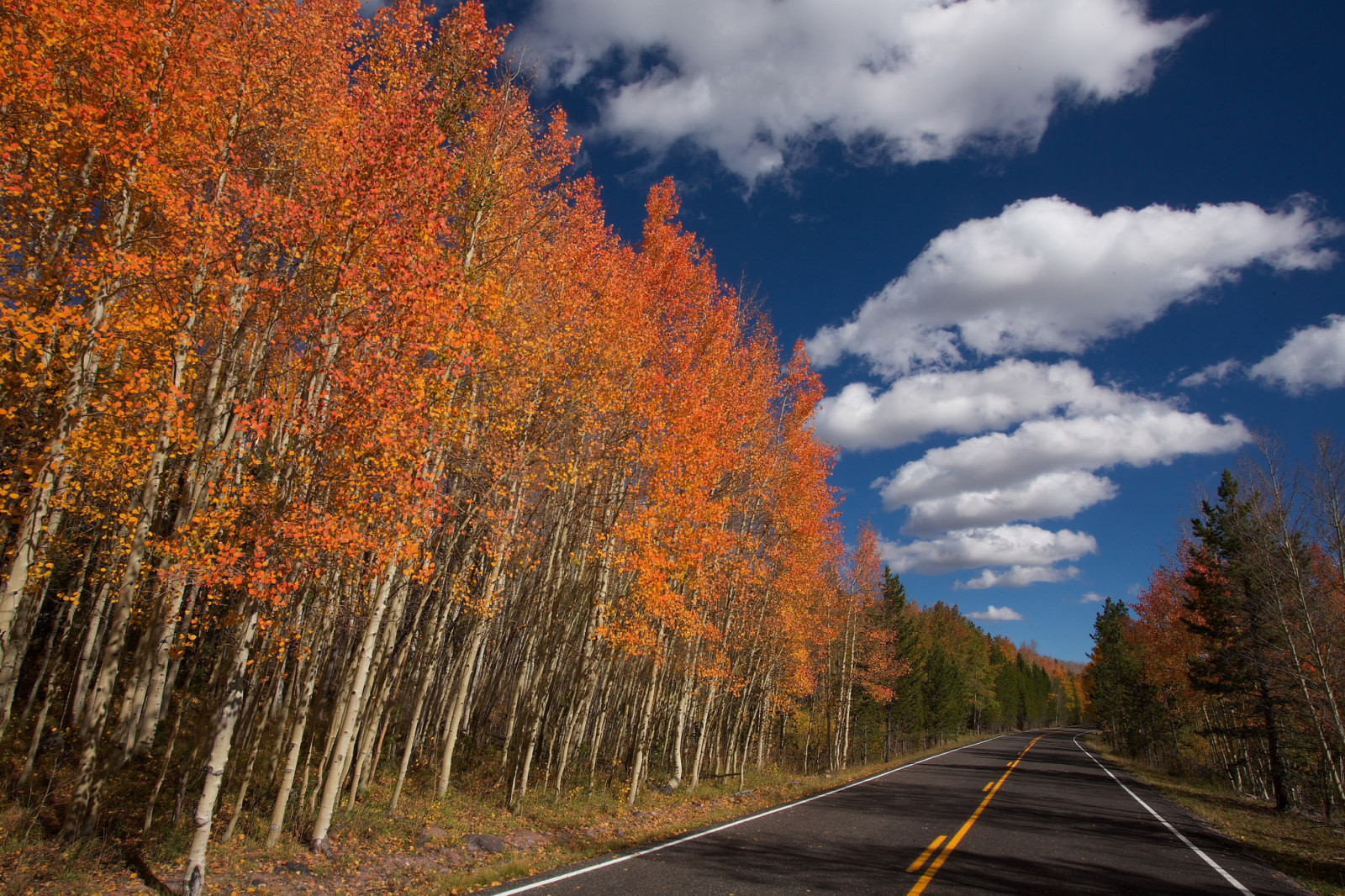 가을, 하늘, 도로, 나무, 구름