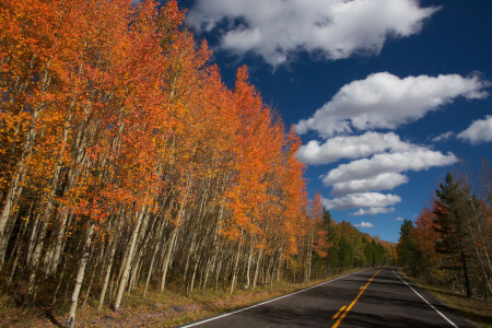 가을, 구름, 도로, 하늘, 나무