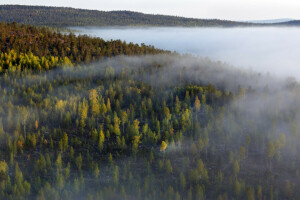 kabut, hutan, pagi