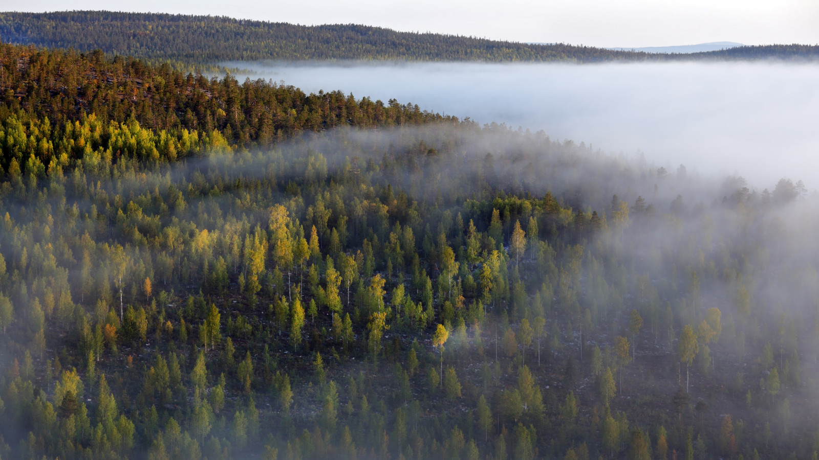 森林, 早上, 多雾路段