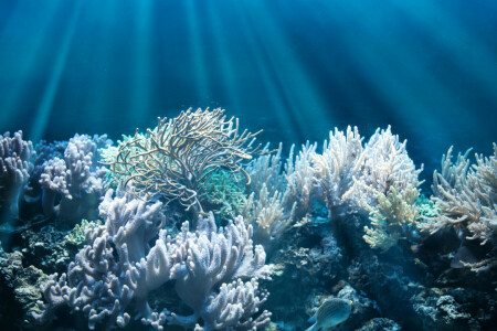 산호, 물고기, 빛의 광선, 바닥, 수중 세계