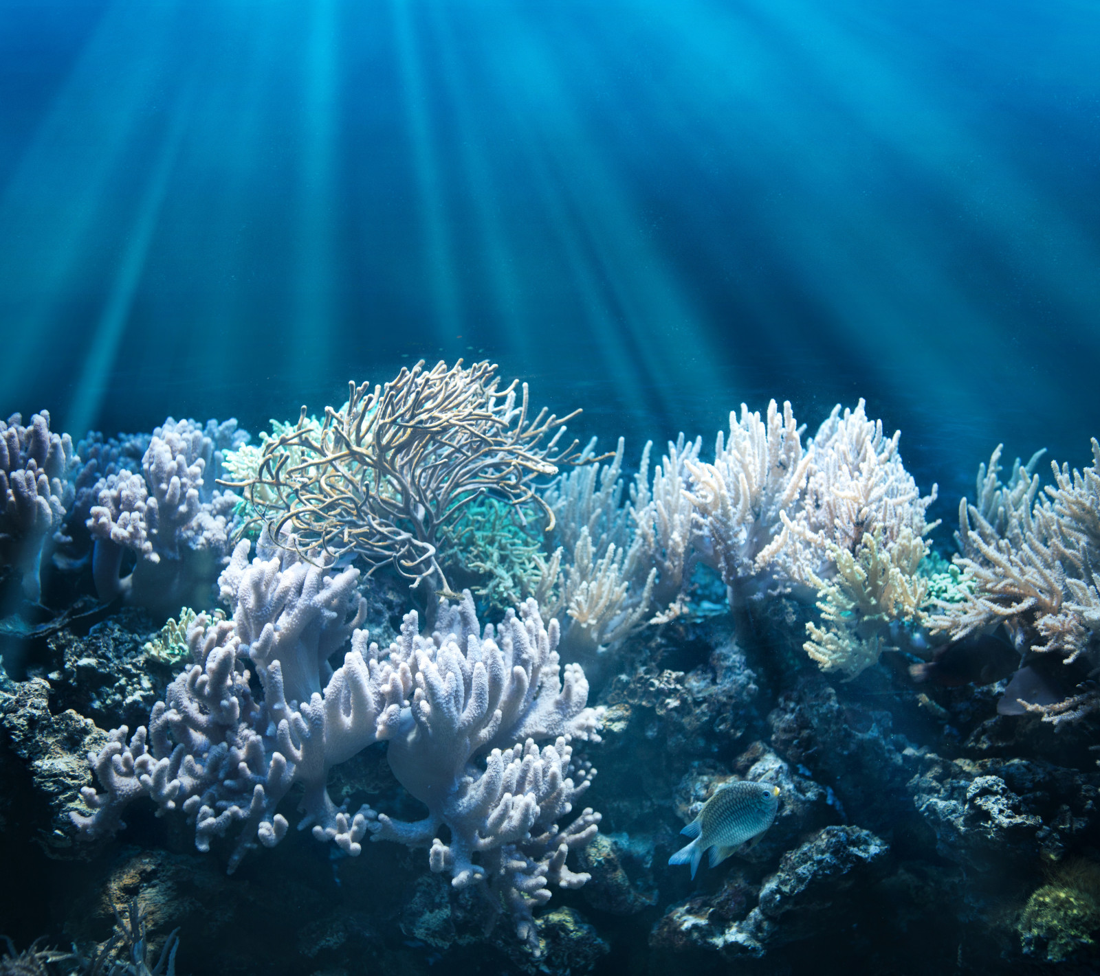 ปลา, โลกใต้น้ำ, ด้านล่าง, ปะการัง, รังสีของแสง