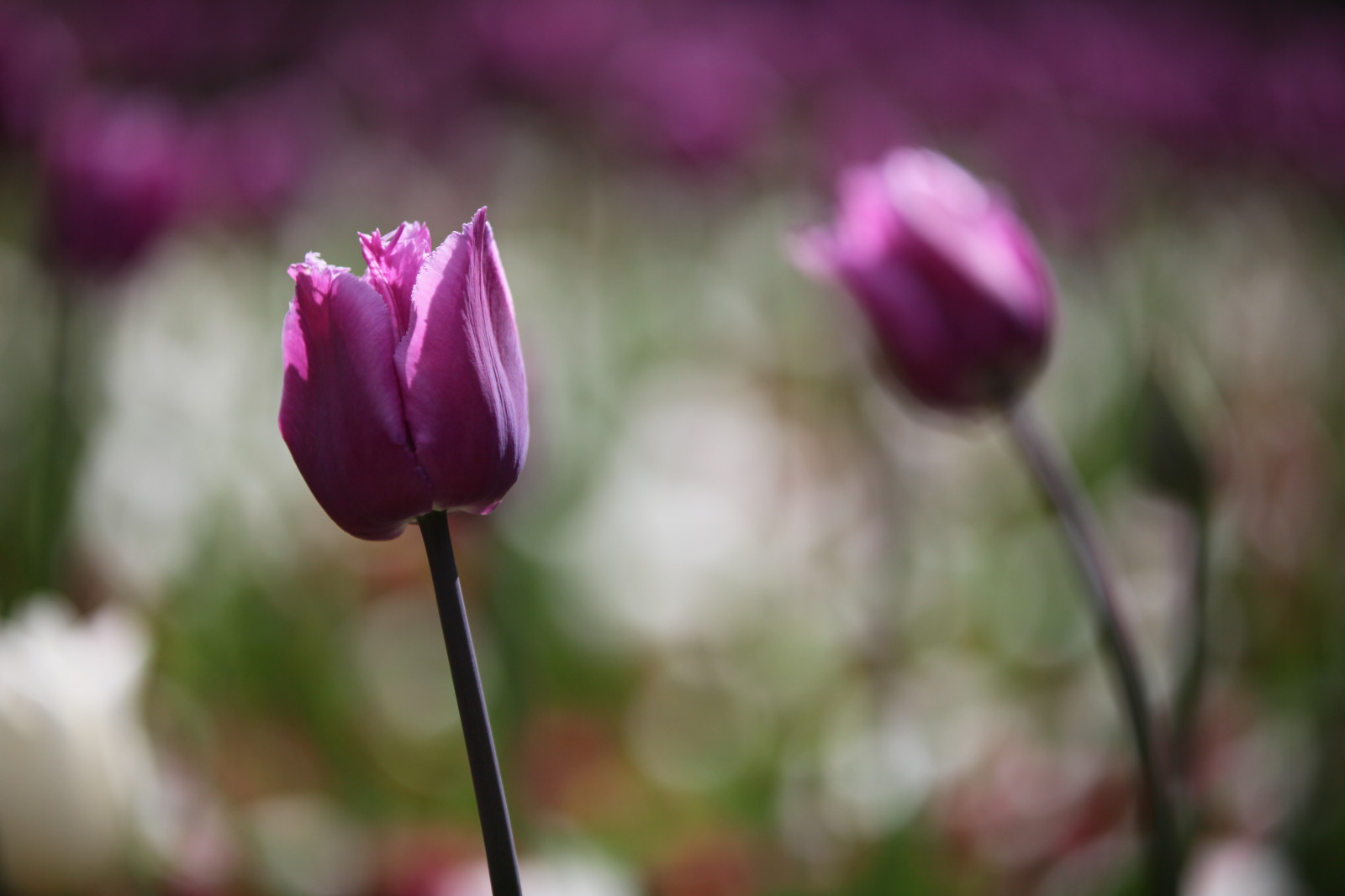Bo mạch, những bông hoa, Hoa tulip