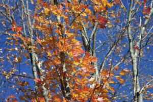 가을, 가지, 이파리, 하늘, 나무