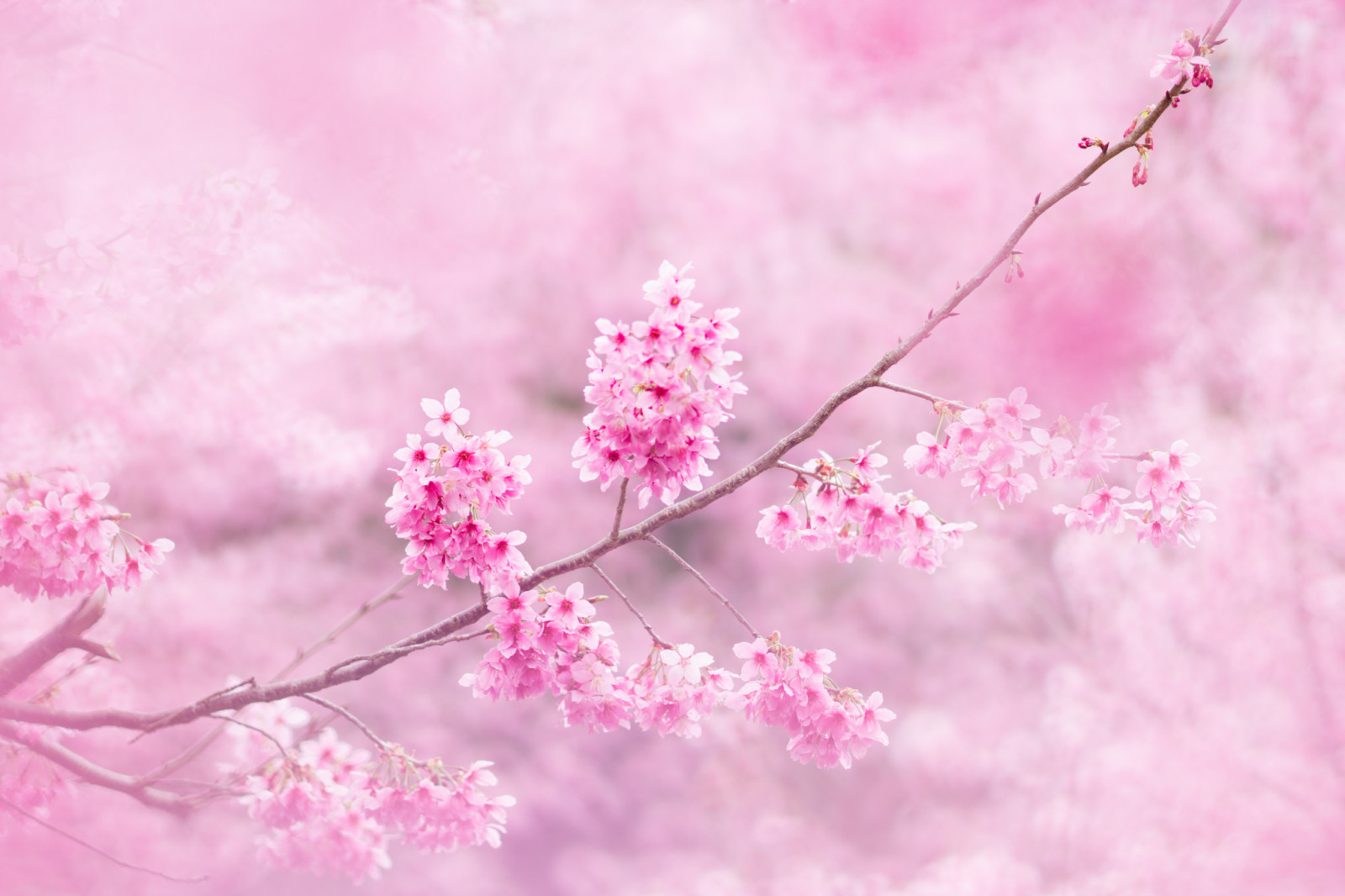 ranting, bunga-bunga, Sakura