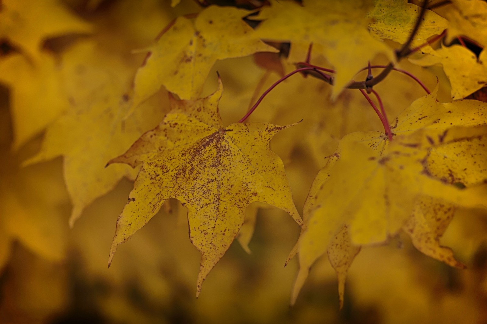 musim gugur, kuning, Daun-daun, cabang