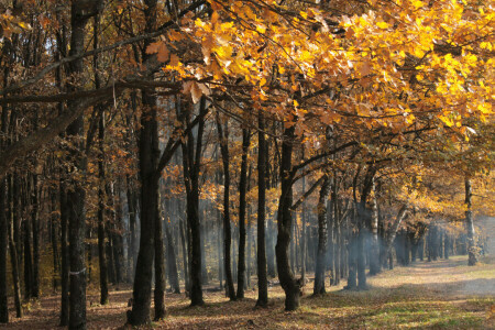 秋, 森林, もや, 葉, 木, 黄
