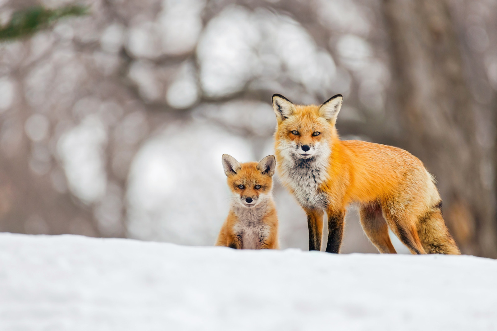 雪, 背景, 散景, 冬季, 狐狸