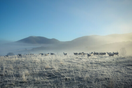 霧, 朝, 自然, 羊