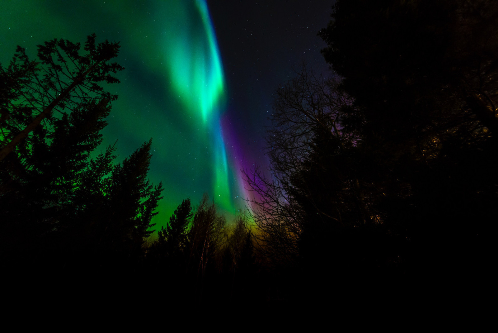 pohon, malam, Norway, Cahaya utara