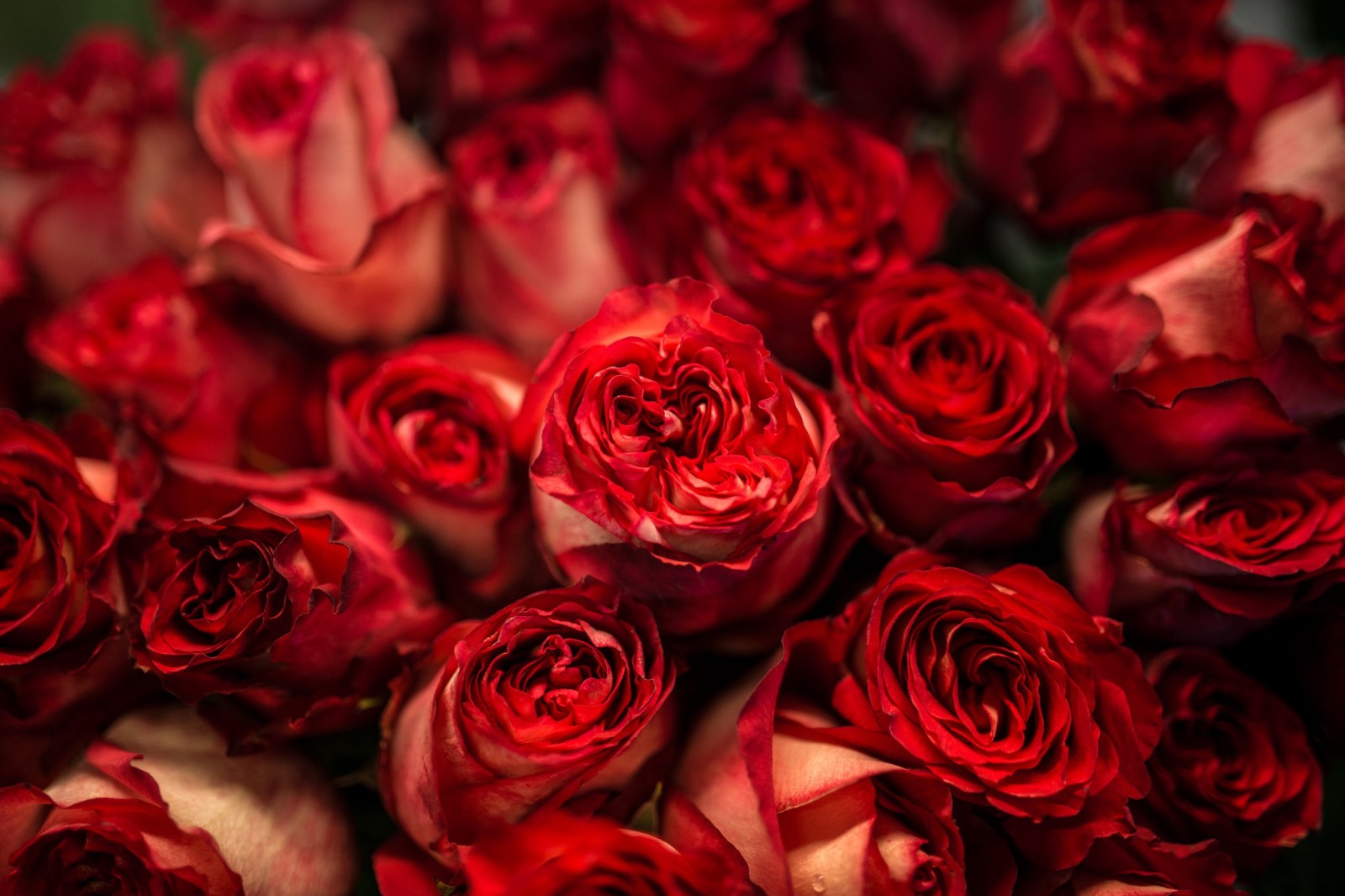 mawar, bunga-bunga, warna