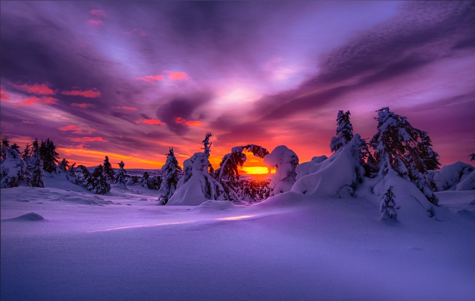 눈, 숲, 자연, 겨울, 새벽