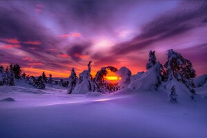 새벽, 숲, 자연, 눈, 겨울