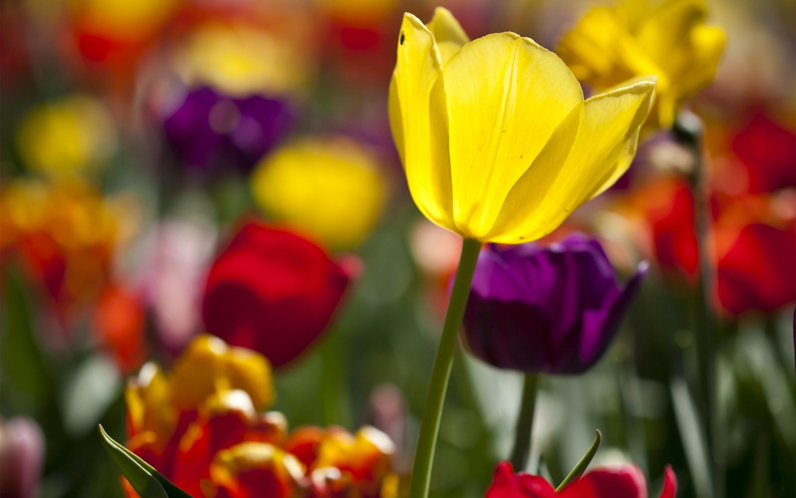 những bông hoa, Hoa tulip, rất nhiều, màu sắc rực rỡ, Nắng