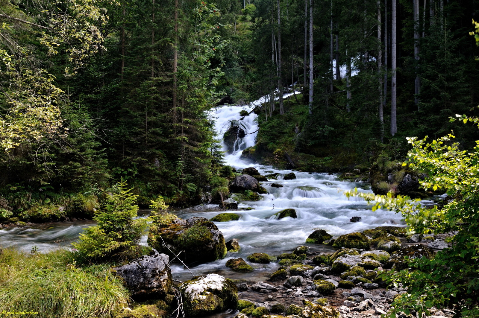 ป่า, หิน, ต้นไม้, ออสเตรีย, กระแส, ตะไคร่น้ำ, Hallstatt, ต้นสน