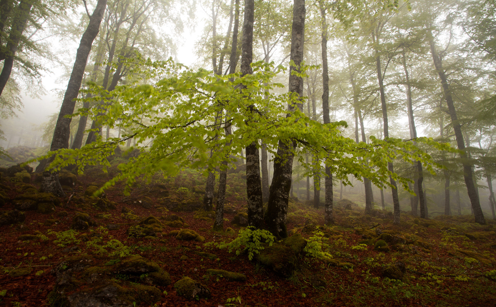 秋, 森林, 木, 霧, スロープ