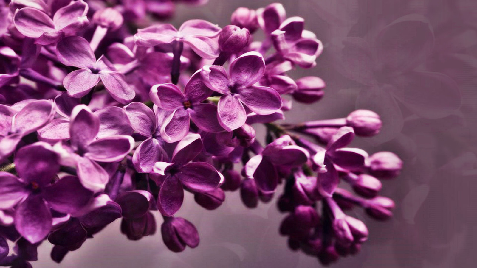 花卉, 弹簧, 紫丁香, 花序