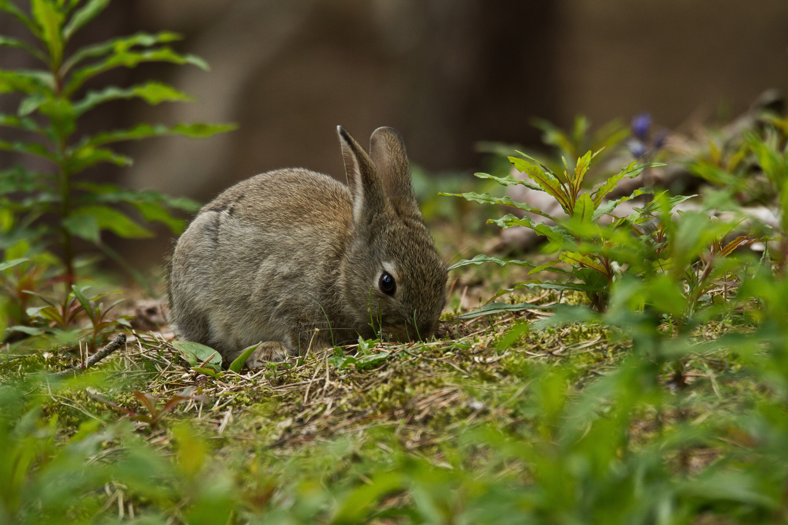 cỏ, màu xám, Con thỏ