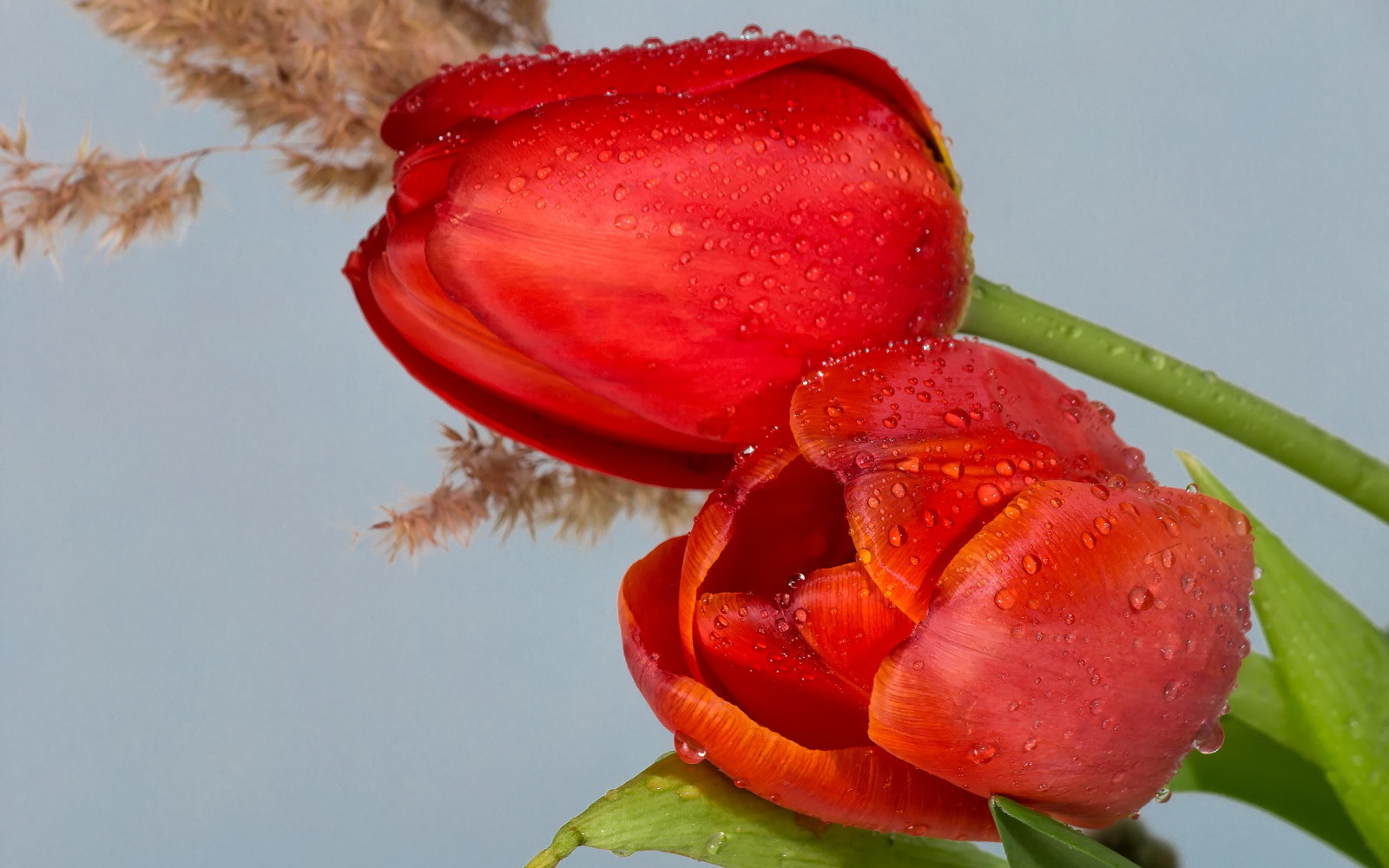 Cuộc sống tĩnh lặng, thành phần, những bông hoa, Hoa tulip, cây